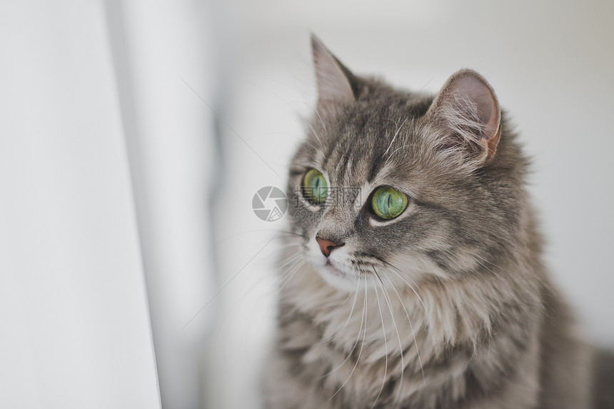 可爱猫的美丽肖像一只灰色毛茸茸的猫的特写肖像1161一只灰色毛茸茸的猫的特写肖像1161图片