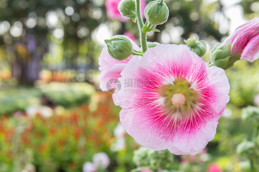 公园中粉红色的霍利克花图片