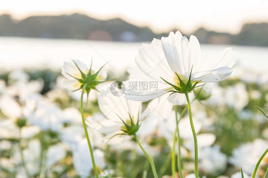 C硫候埃胡斯卡夫或硫化宇宙花朵在园中图片