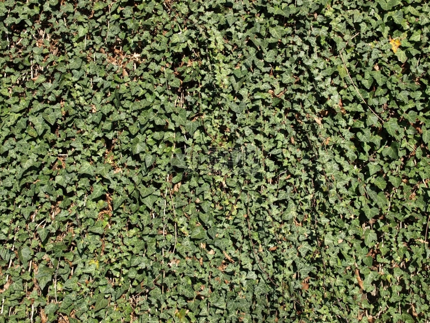 Iv绿色常春藤叶作为背景有用图片