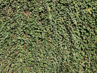 Iv绿色常春藤叶作为背景有用背景图片