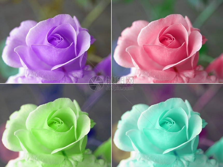流行艺术风格彩色玫瑰拼贴图片