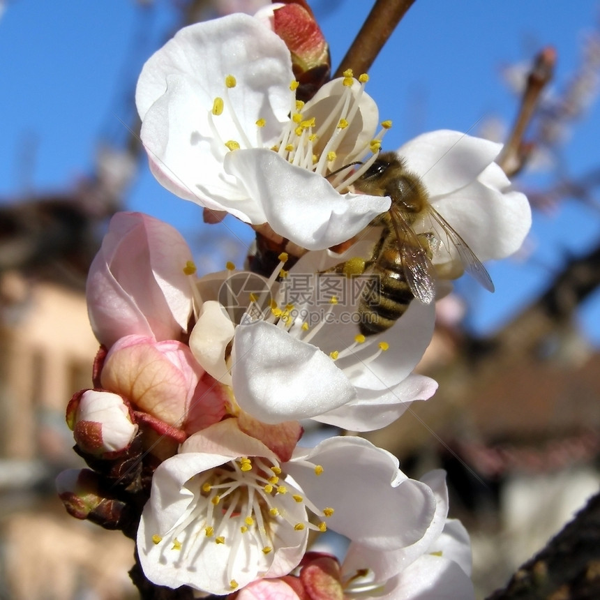 蜜蜂从花果树中采蜂从花中采蜂图片
