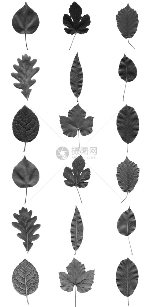 树叶拼贴树叶拼贴隔离在白色背景上正面和背面图片