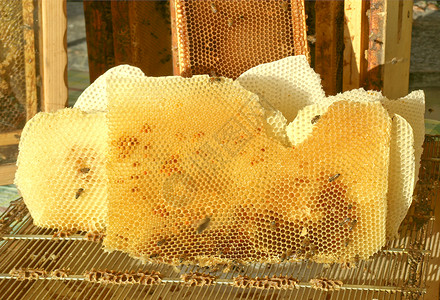 霍尼康普图片蜜蜂和蜂蜜的蜂巢背景图片