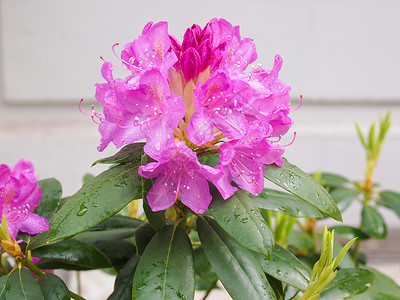 粉色阿萨莱亚花朵粉色阿萨莱亚罗多登山花夏季的朵背景图片