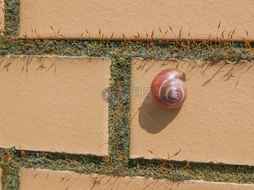 悬浮蜗牛的陆地蜗牛墙上的软体动物图片