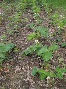 草莓田一大片果植物图片