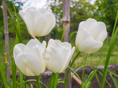 白色郁金香花背景是草和树的花园里的白色郁金香花图片