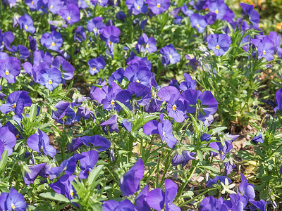 堇菜花紫罗兰科的一种开花植物图片