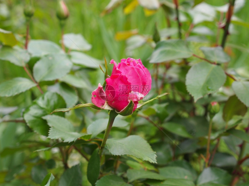 A玫瑰常年花朵灌木图片