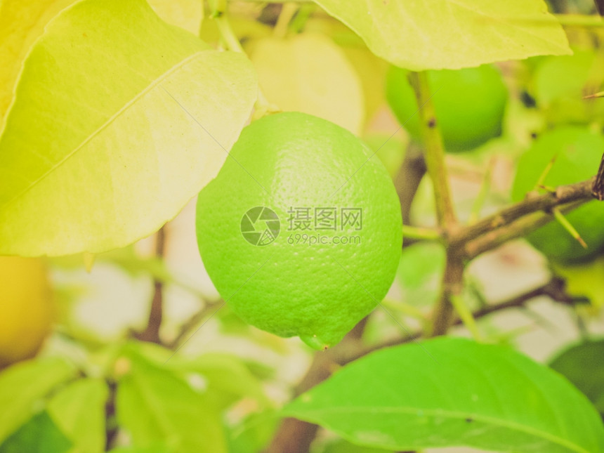 重新看Lemon图片旧的倒影柑橘图片图片