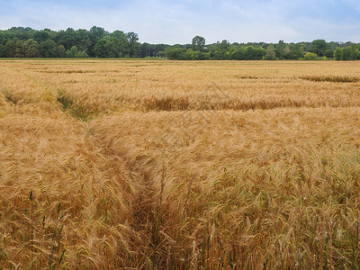 德国的大麦玉米田欧洲图片