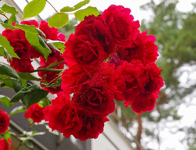玫瑰红常年花朵灌木葡萄树genusRosaRosaceae背景图片