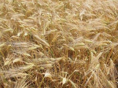 德国的大麦玉米田欧洲背景图片