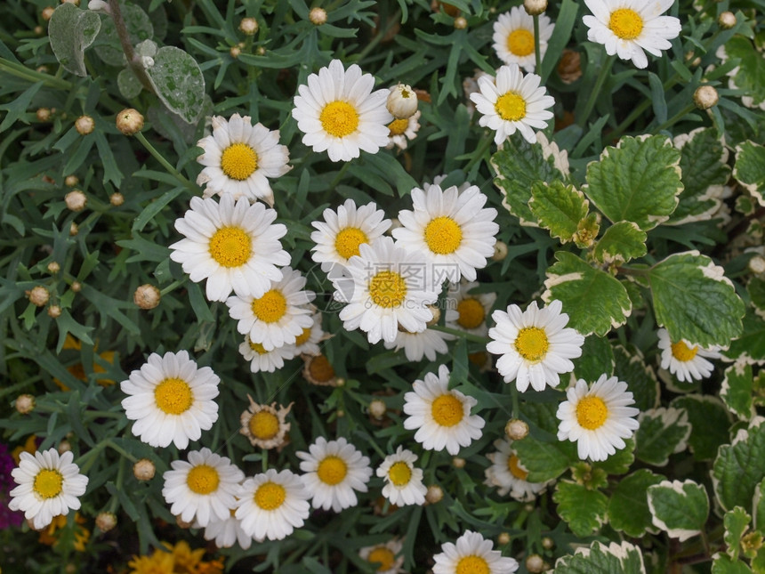 BellisPerennis花aka普通黛西或草坪菊花英语图片