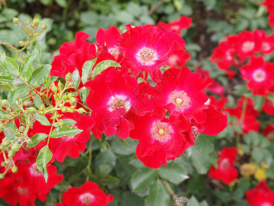 文竹野玫瑰野生玫瑰花又名针状蔷薇或多刺野生玫瑰或多刺玫瑰或刚毛玫瑰或北极玫瑰或犬蔷薇背景