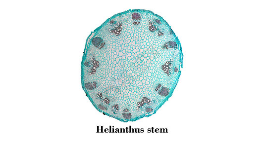 Heliansthus干显微图通过镜看到干截面的亮光摄影图背景图片