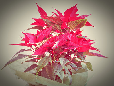 红圣诞明星PoinsettiaEuphorbiapulcherrima花朵充满活力的亮流行色彩背景图片