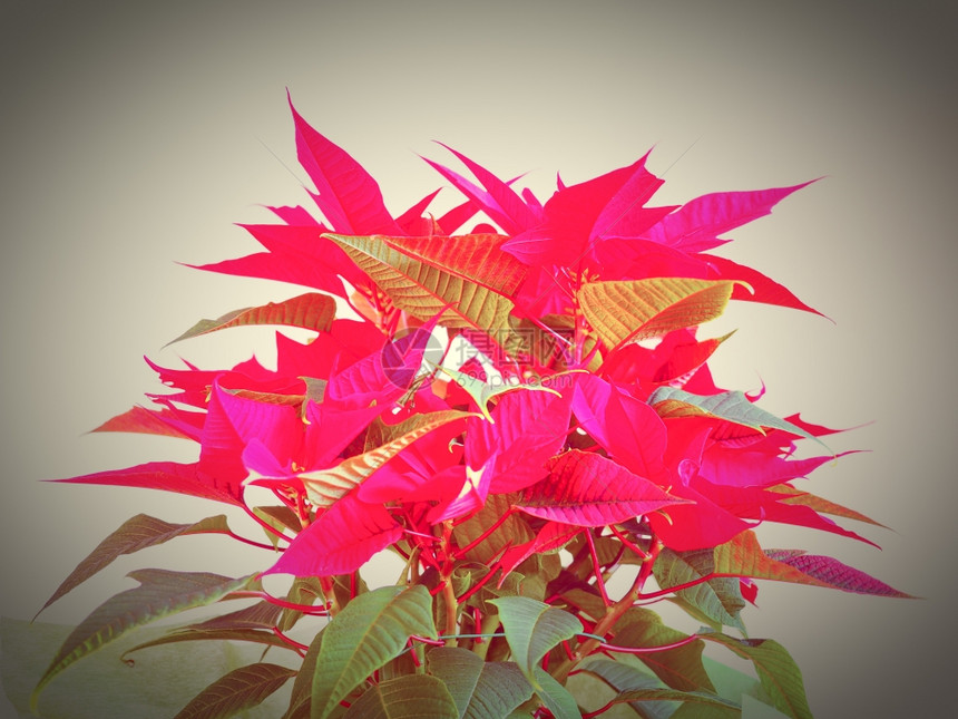 红圣诞明星PoinsettiaEuphorbiapulcherrima花朵充满活力的亮流行色彩图片