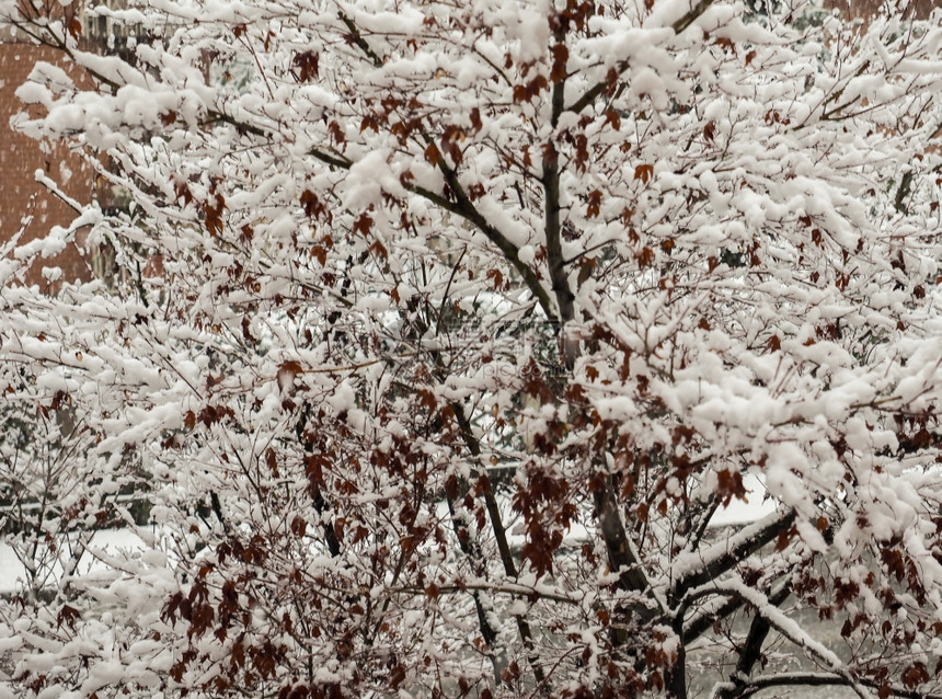 红色的加拿大山坡冬季被雪覆盖的红加拿大山坡图片