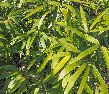 竹子树在草地家族长年青生植物的竹子图片