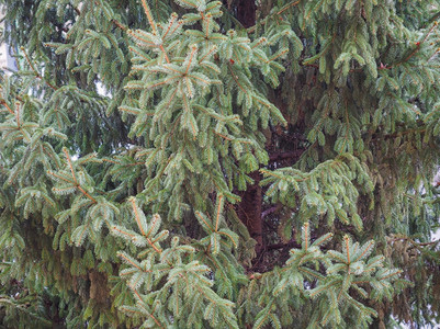松树皮纳斯人种中的松树锥形植物作为背景有用图片
