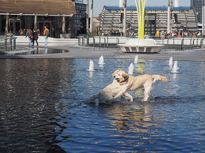 狗在水里米兰的喷泉里洗澡图片