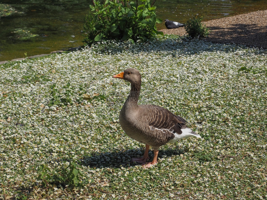 鸭鸟在水池附近的Avesaka鸟的鸭动物部分图片