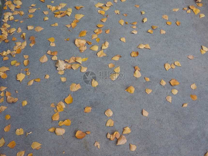 秋叶背景在人行道上落图片