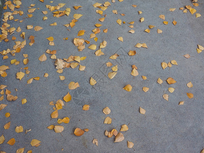 秋叶背景在人行道上落图片