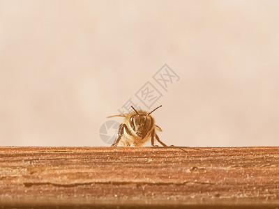 沙泥蜂属复古的蜜蜂昆虫花蜂属蜜蜂的复古近距离观察背景