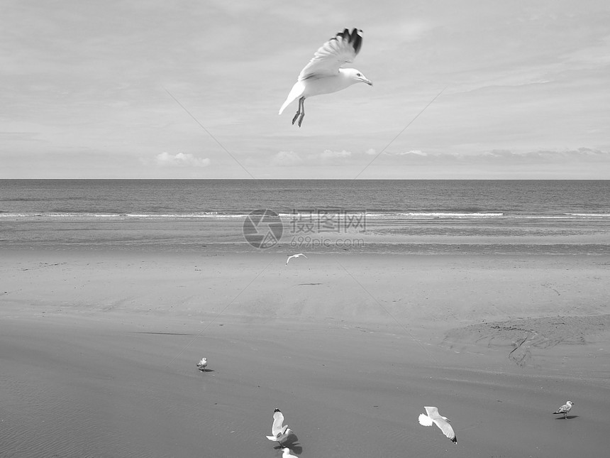 海鸥鸟动物海鸥海鸟又名海鸥或喵鸟动物黑白相间图片