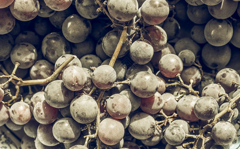 红葡萄水果古代不饱和红葡萄Vitisvinifera水果健康的素食品图片