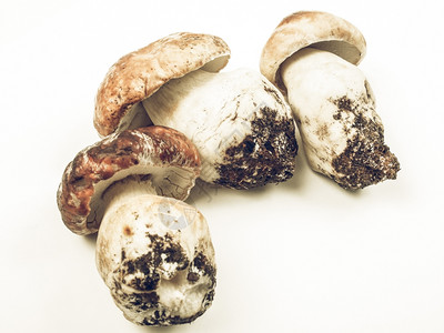 波奇尼蘑菇复古去饱和陈年去饱和美味牛肝菌又名便士面包或猪或cep图片