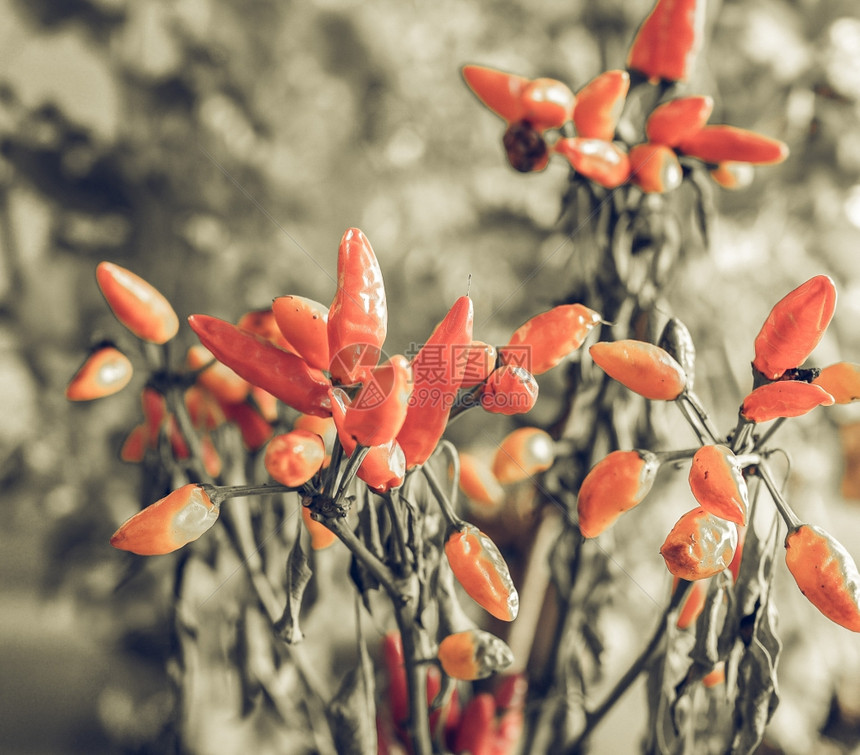 红辣椒植物可用作香料与不饱和背景相比的选择颜色图片