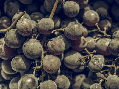 红葡萄水果古代不饱和红葡萄Vitisvinifera水果健康的素食品图片