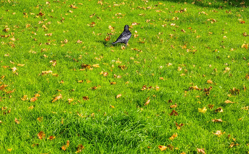 草地的黑乌鸦图片