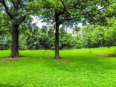动态大树素材伦敦肯辛顿花园和隐藏公英国伦敦肯辛顿花园和隐藏公背景