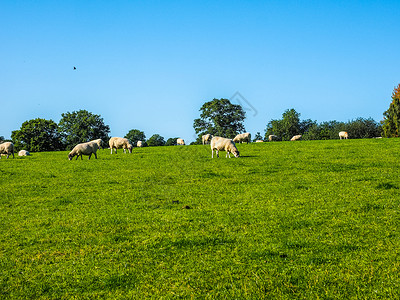 羊动态二维码阿登HDR的坦沃斯景观高动态范围HDR羊群在英国阿登沃里克郡坦沃斯的英国乡村背景