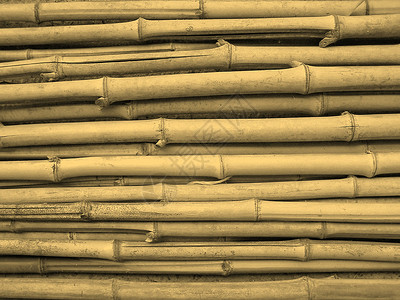 竹杖树叶古老的图片