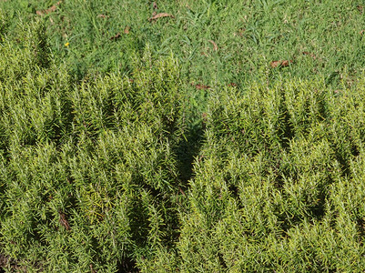 罗斯玛丽马里尼奥植物罗玛丽马里尼奥木质常年草药植物图片