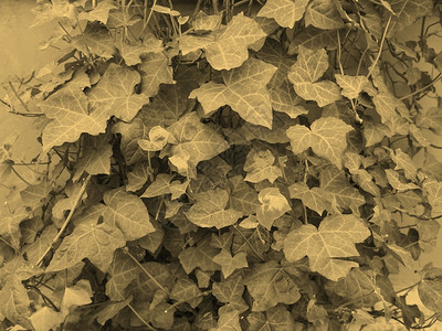 Ivy叶子塞皮亚Ivy叶子在橙色石膏墙上的叶子图片