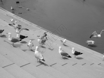 海鸥鸟动物海鸥海鸟又名海鸥或喵鸟动物黑白相间图片