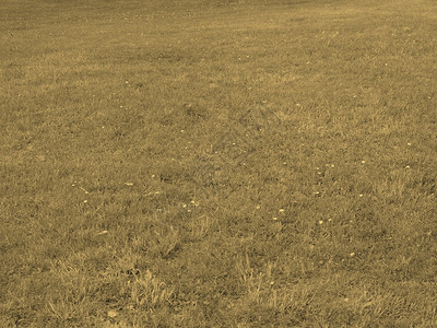 草或坪可作为本底古草原图片