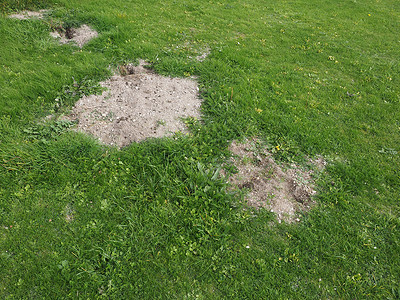 在草坪上挖洞由草地上的内奸挖出来图片