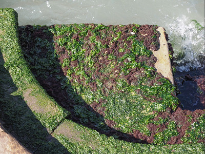 海港藻码头迪维齐亚绿尾藻高清图片