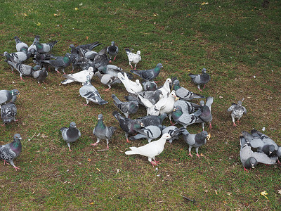 鸽鸟动物许多家养鸽鸟动物在草地上图片