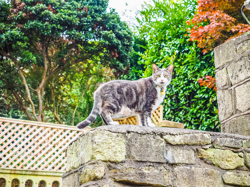 家庭猫FelisCatus或Silvestris哺乳动物关注猫背景模糊图片