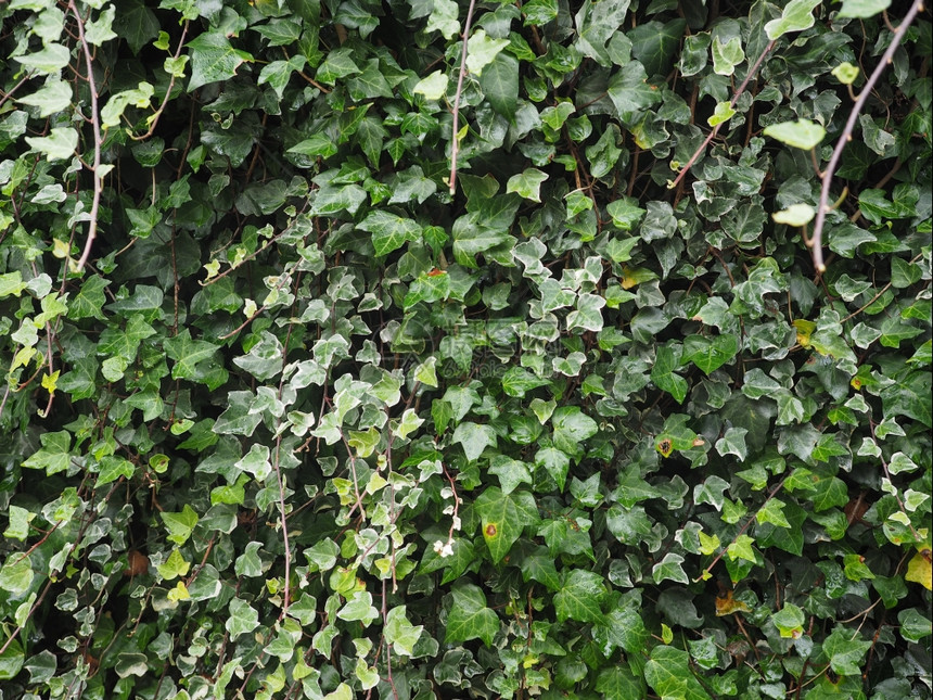 Ivy植物叶绿色Ivy海德拉植物作为背景有用图片